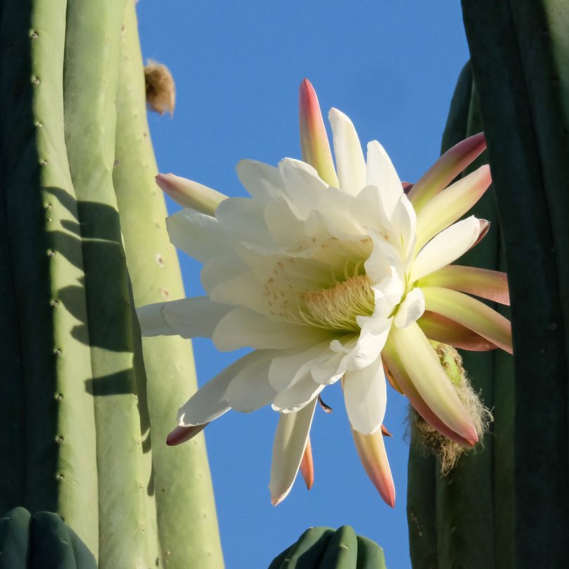 Blooming San Pedro Cactus Latin - Trichocereus pachanoi