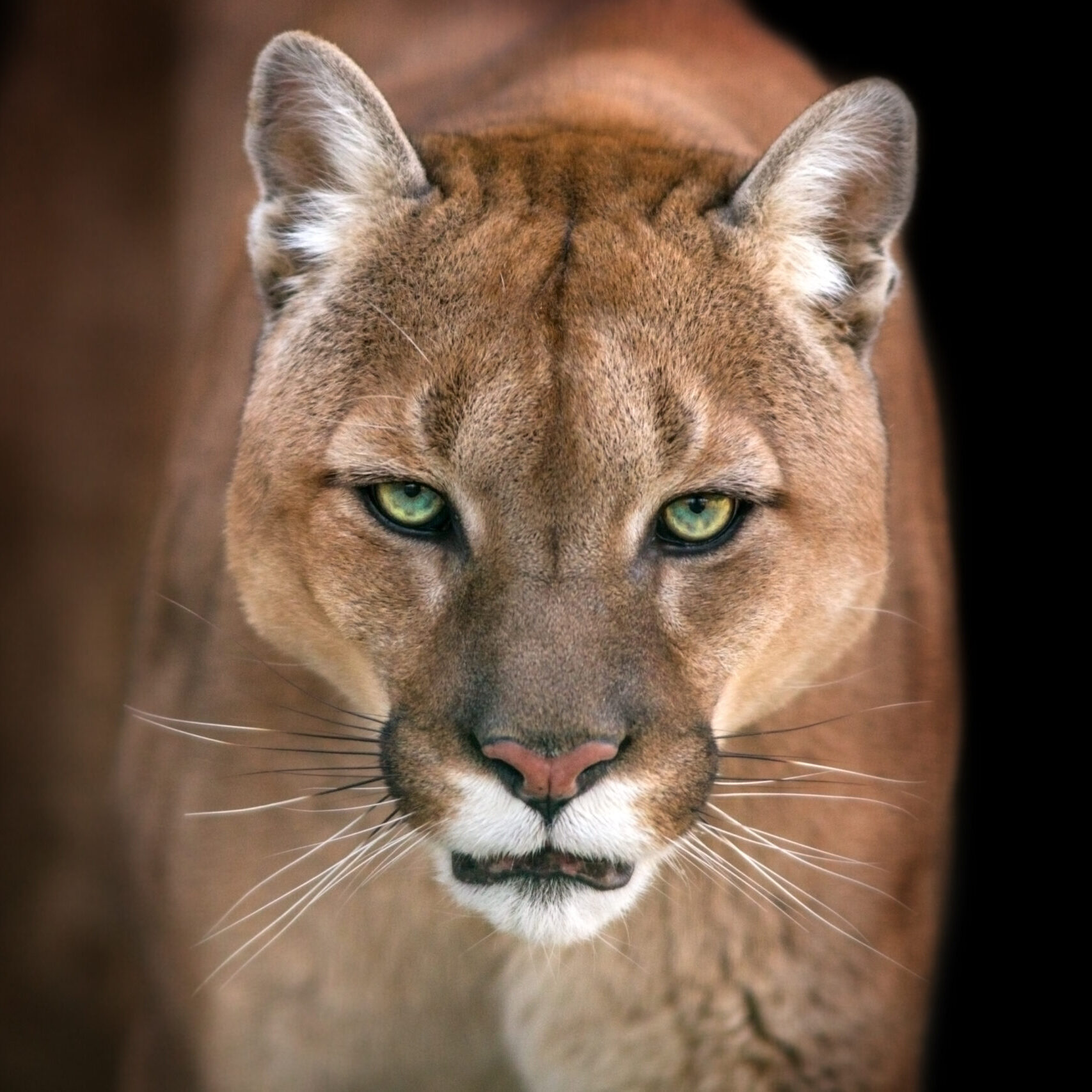 Puma, cougar portrait isolated on black background